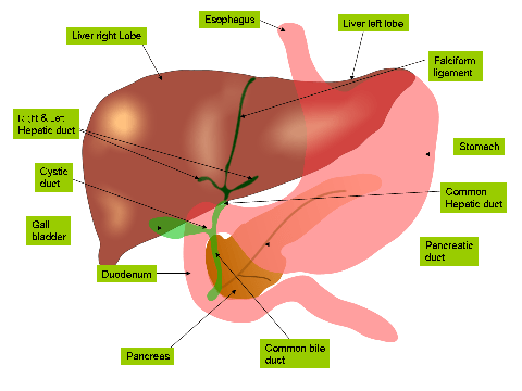 Diferencia entre el hígado y el páncreas
