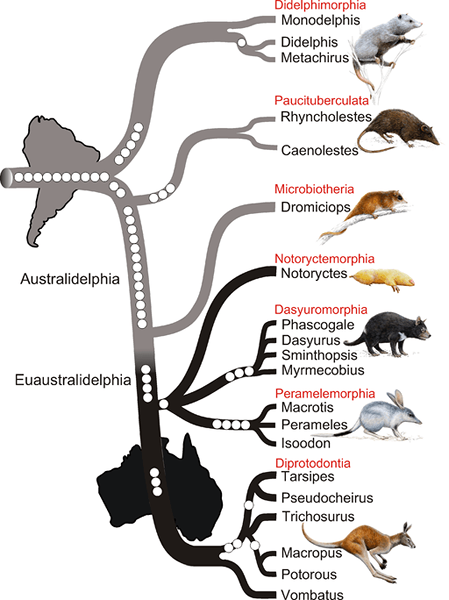 Perbezaan antara marsupial dan tikus
