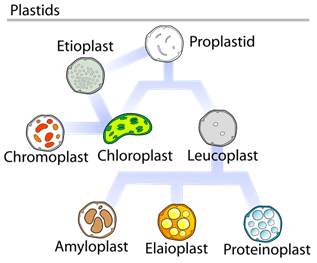 Perbedaan antara mitokondria dan plastid