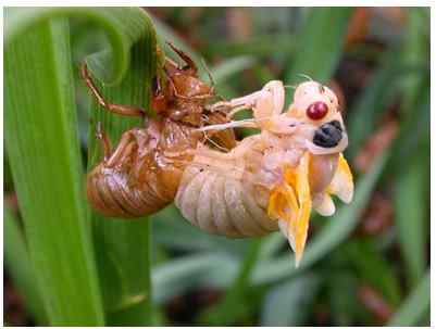 Perbezaan antara molting dan metamorfosis