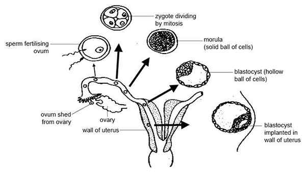 Perbezaan antara morula dan blastula