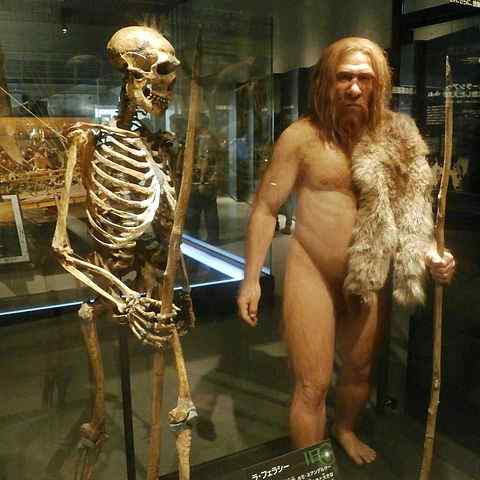 Différence entre les Néandertaliens et les humains
