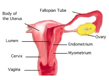 Diferencia entre el ovario y el útero