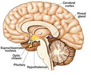 Diferencia entre la glándula pituitaria y pineal