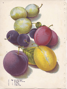 Perbezaan antara plum dan prune