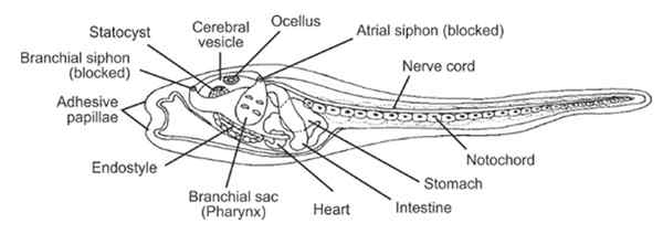 Perbezaan antara protochordates dan euchordates