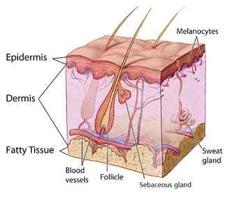 Différence entre les glandes sébacées et sueur