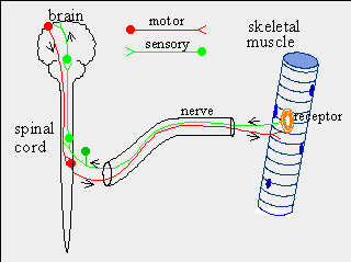 Diferencia entre los nervios sensoriales y motorizados