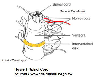 Diferencia entre la médula espinal y la columna vertebral