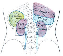 Diferencia entre bazo y riñón