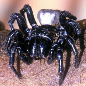 Unterschied zwischen Sydney Funnel-Web Spider und Brasilianer Wandering Spider