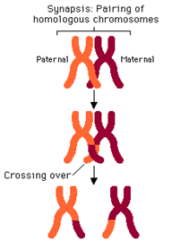 Diferencia entre la sinapsis y el cruce