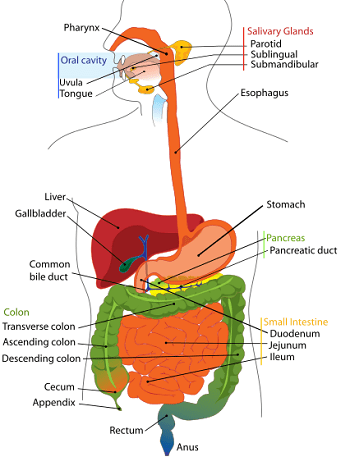 Diferencia entre la garganta y el esófago
