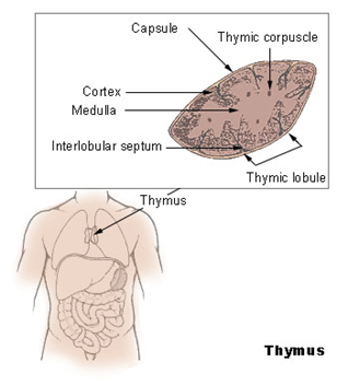Perbezaan antara timus dan tiroid