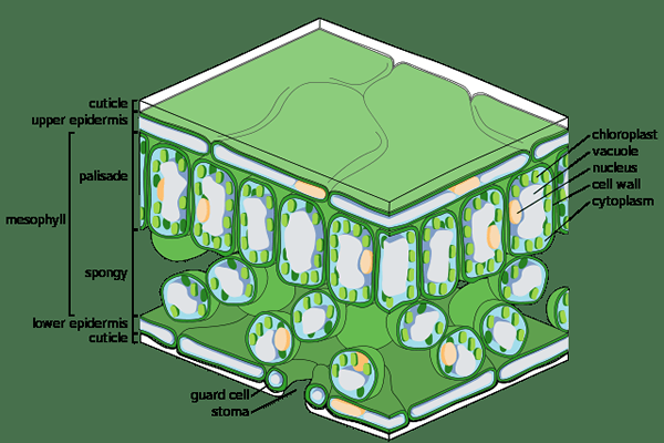 Diferencia entre la epidermis superior e inferior