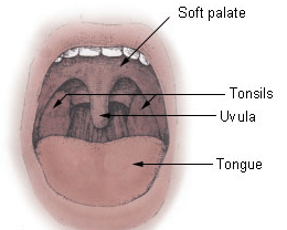 Diferencia entre Uvula y Epiglottis