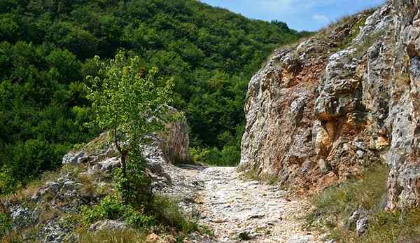 Diferencia entre caminata y camino